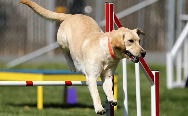 dressage canin